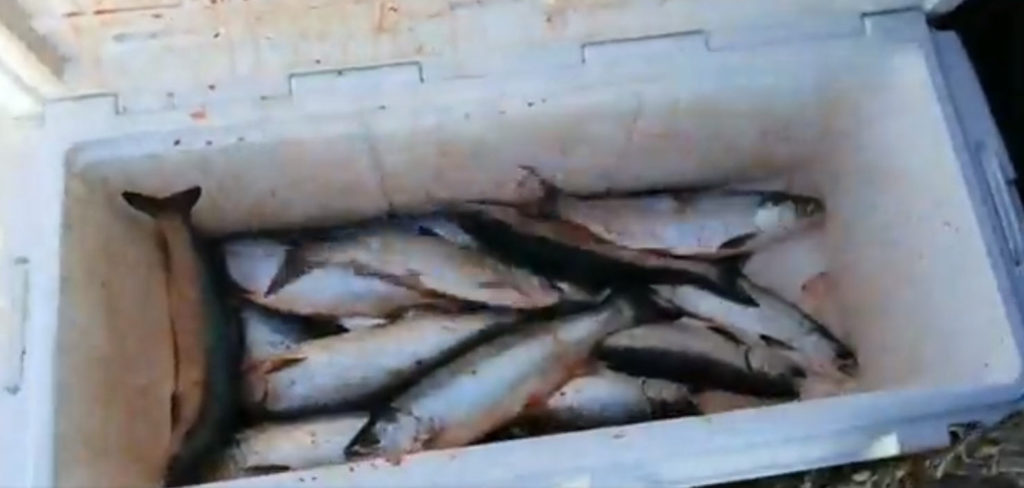 Indiana Coho Fishing Report