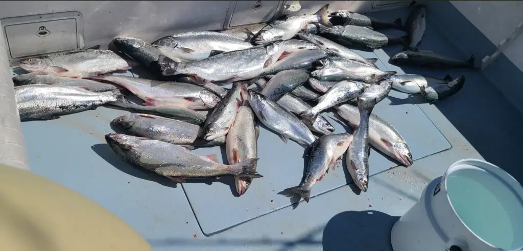 Coho Salmon Chicago Fishing